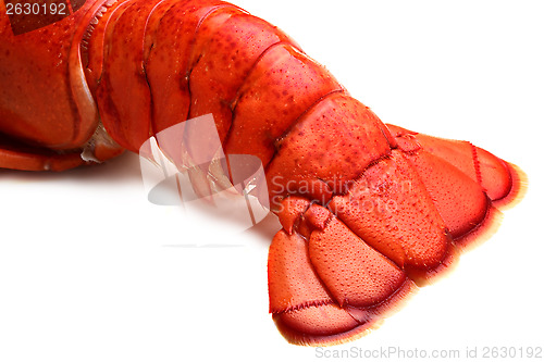 Image of 	Lobster tail