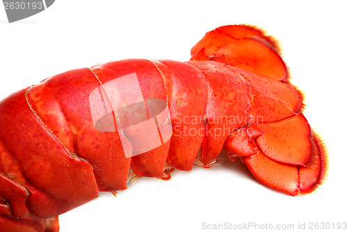 Image of Lobster tail