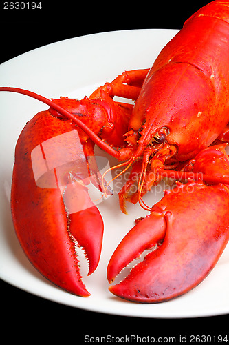 Image of Red Lobster 