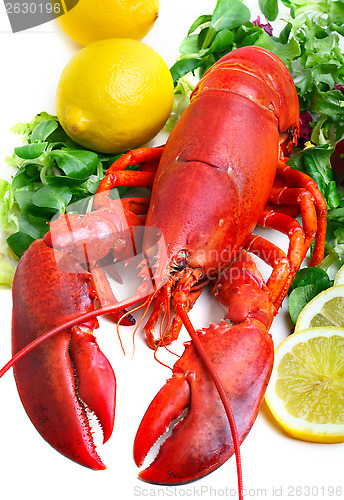 Image of 	boiled lobster