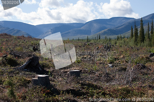 Image of deforestation