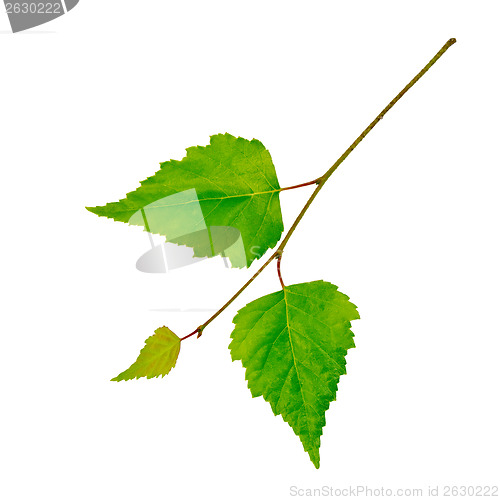 Image of Birch twig with green leaves