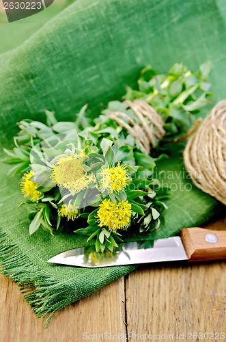 Image of Rhodiola rosea with knife and a coil of rope on board