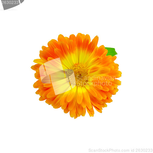 Image of Calendula orange-yellow with a leaf