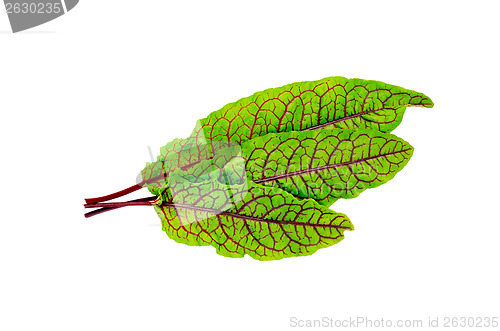 Image of Sorrel green with red veins