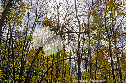 Image of Autumn forest with sun and sky