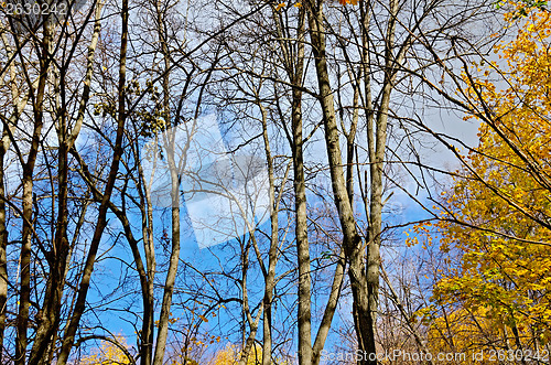 Image of Autumn forest with blue sky