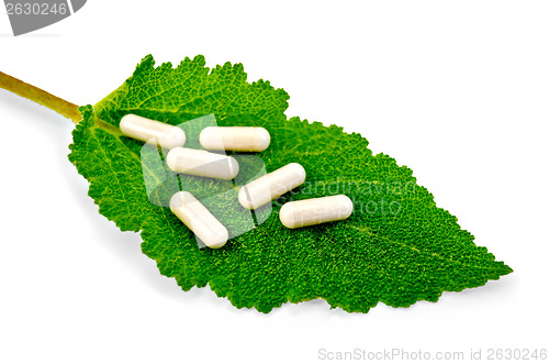 Image of Capsules beige on green leaf sage