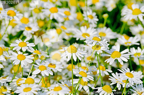 Image of Camomile field