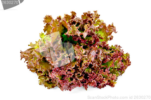 Image of Lettuce red