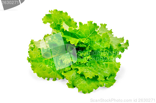 Image of Lettuce green