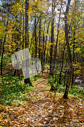 Image of Autumn forest with a footpath