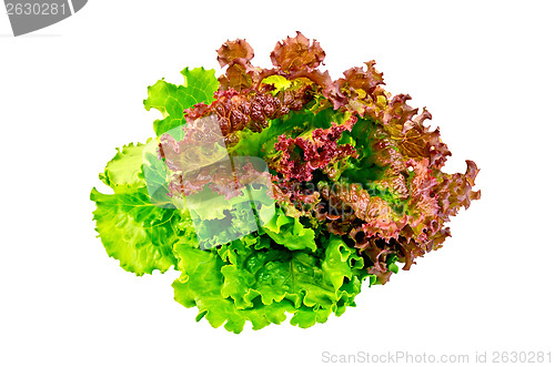 Image of Lettuce green and red