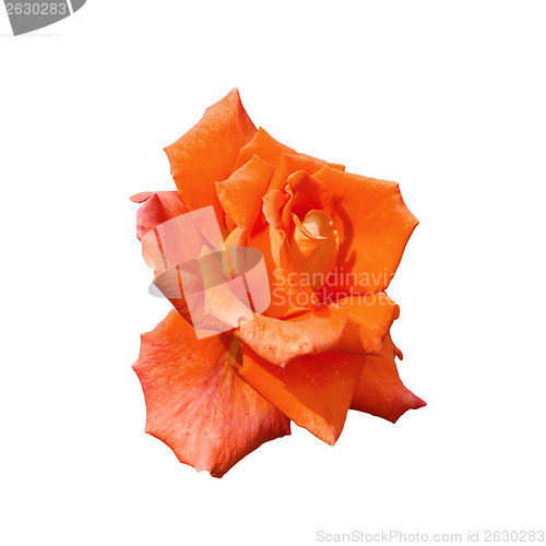 Image of Rose orange one