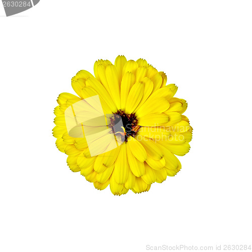 Image of Calendula yellow terry