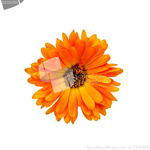 Image of Calendula orange with dark core