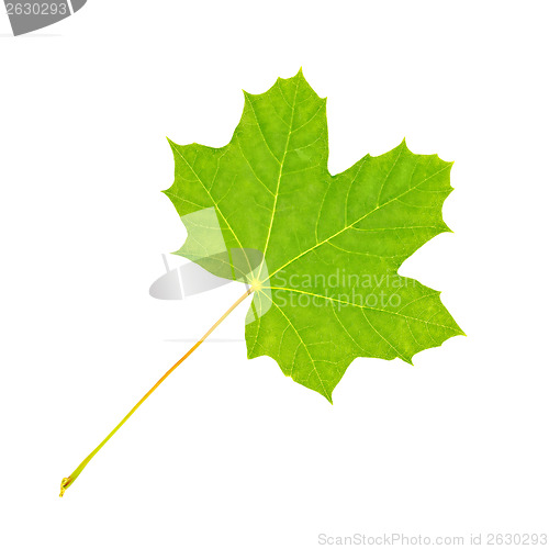 Image of Leaf maple fresh