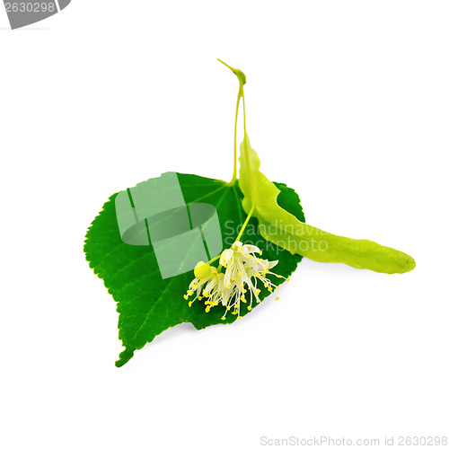Image of Linden flower with leaf