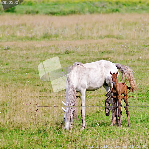Image of Horse white with bay foal on meadow