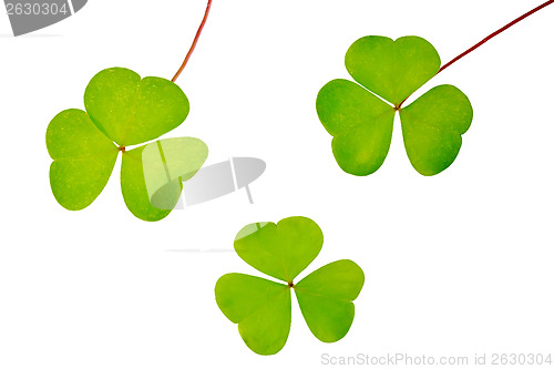 Image of Shamrock set