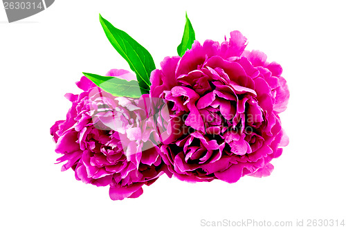 Image of Peonies bright pink with leaf