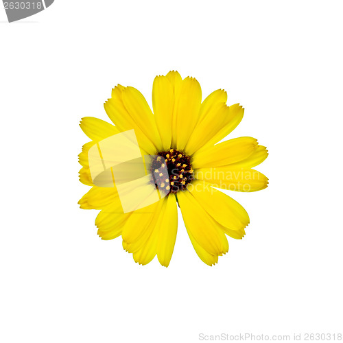 Image of Calendula yellow with a dark core