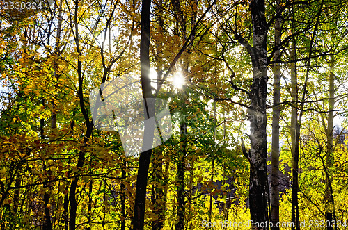 Image of Autumn forest with sun