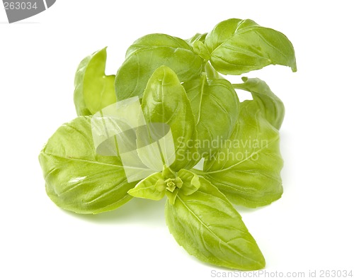 Image of basil