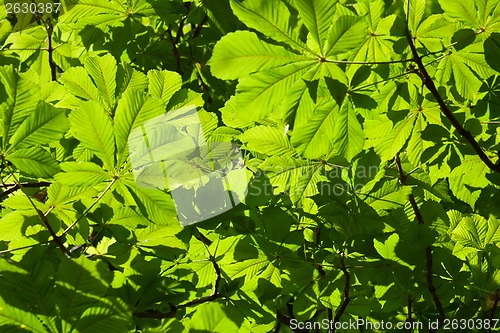 Image of Leaves background