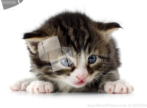 Image of kitten