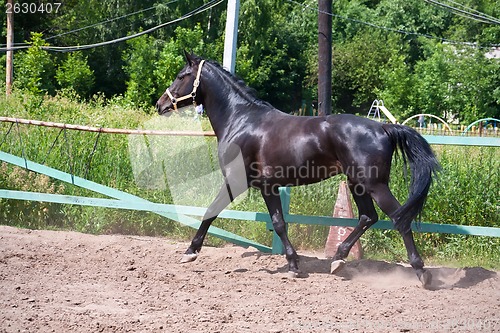 Image of Horse