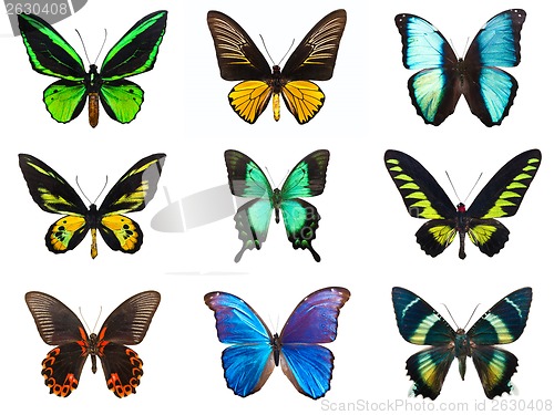 Image of Tropical butterflies
