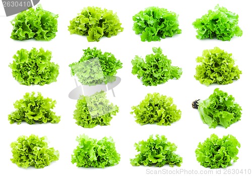 Image of Lettuce