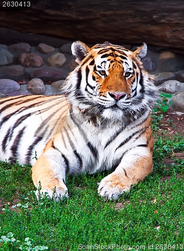 Image of Tiger