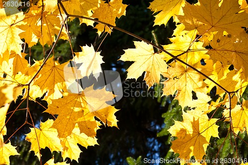 Image of Autumn