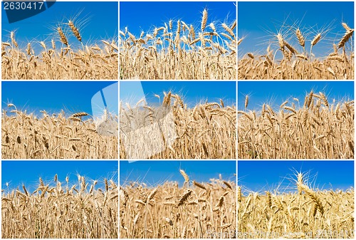 Image of Wheat field
