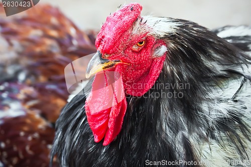 Image of Cock