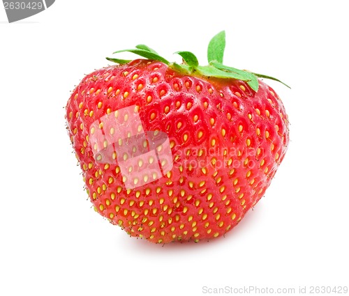 Image of Strawberry
