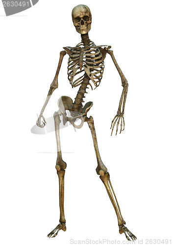 Image of Human Skeleton