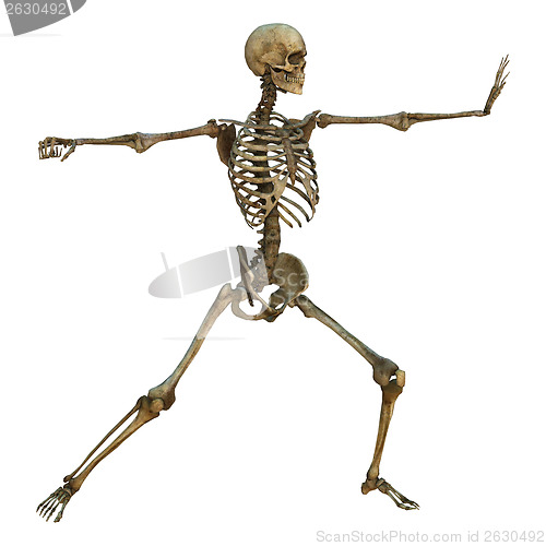 Image of Male Skeleton