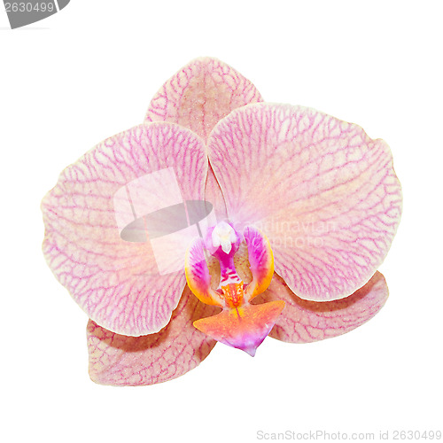 Image of Close-up pink lilac orchid