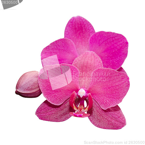 Image of Purple orchid with bud