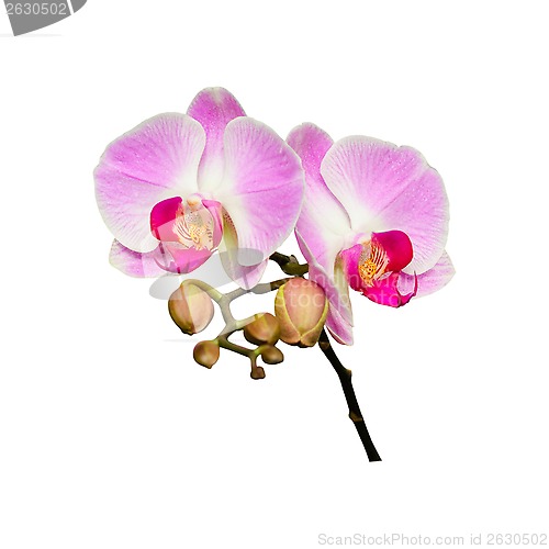 Image of Small branch of orchids flowers with buds