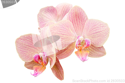 Image of Romantic pink bunch of spring orchids
