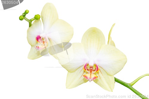 Image of Elegant pastel beige orchid flowers small branch