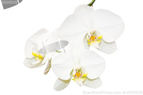 Image of Three white orchids flowers
