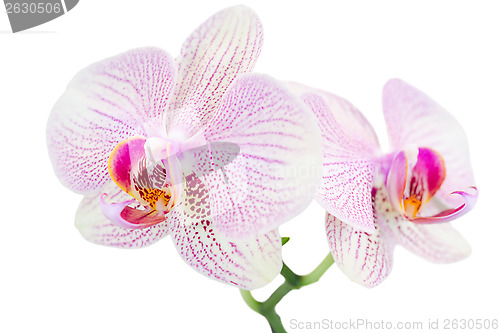 Image of Small branch with two spotted orchids