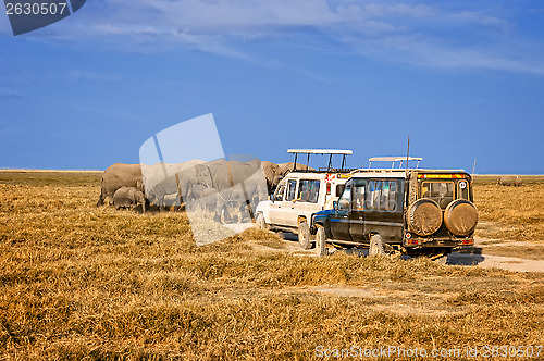 Image of Elaphants of Amboseli