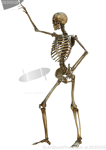 Image of Human Skeleton