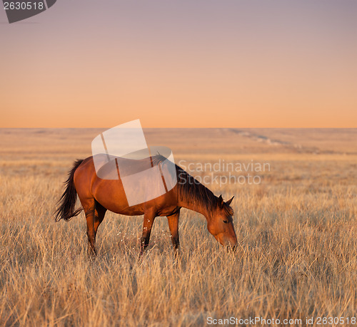 Image of Horse grazing in evening pasture